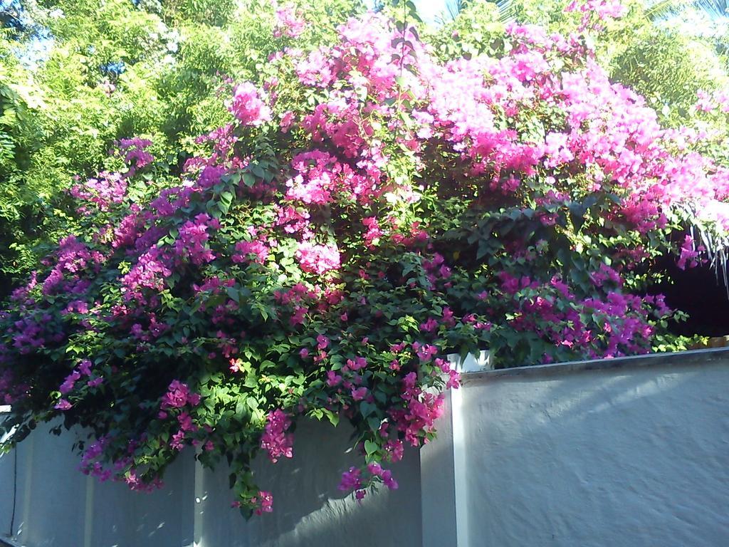 Ameena Homestay Tangalle Exterior photo